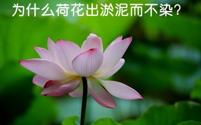 为5分彩app官方版安全访问植物的种