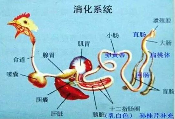 燕窝为5分钟彩官方下载安全访问那么贵