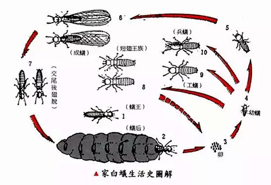 为5分钟彩官方下载操作说明蚊子总是在