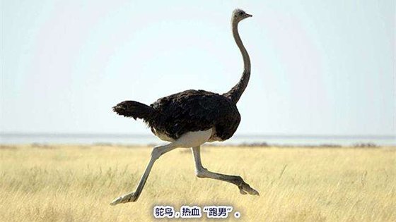 关于翠鸟的科普知识_翠鸟的种类