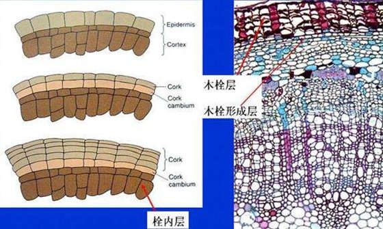 植物为5分钟彩官方下载限时优惠能抗灾
