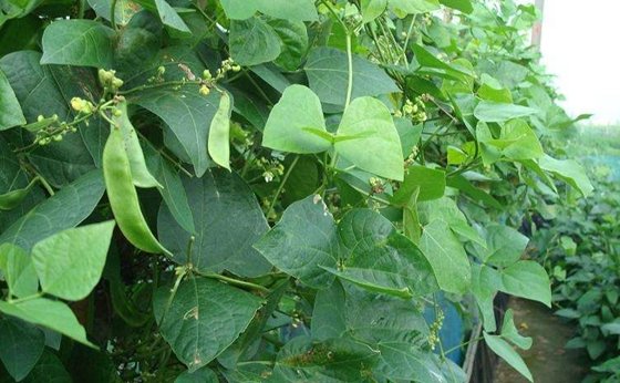 _植物可以探矿的原因 继续浏览