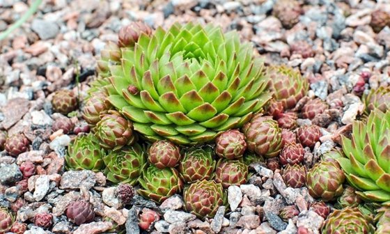 植物会说话吗