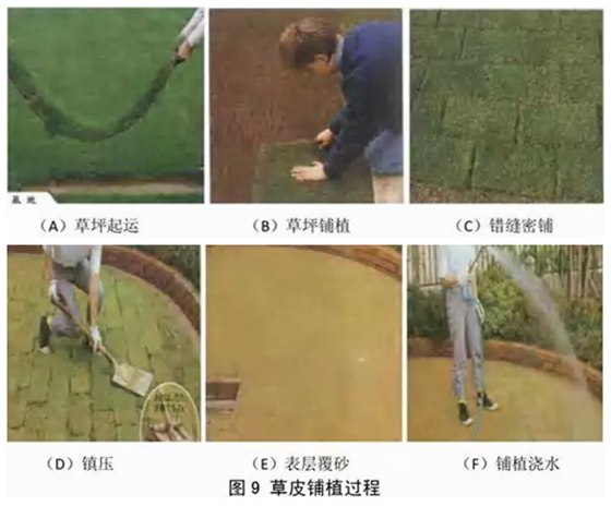种子为5分钟彩官方下载官方网站会发芽