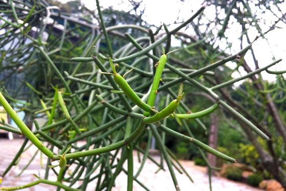 植物为5分彩app官方版新人权益相生