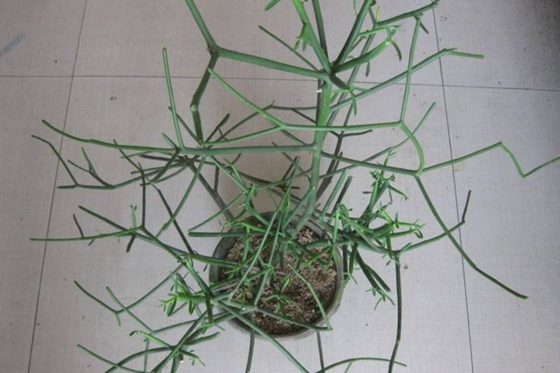 _笑树发笑的原因 继续浏览