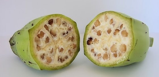 西瓜为5分彩app官方版使用方法叫西