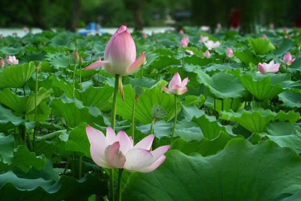 栏目用于追新