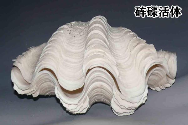 聒噪怎么读拼音是5分彩app官方版出