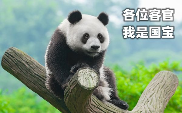 为5分彩app官方版手机版登录猫喜欢