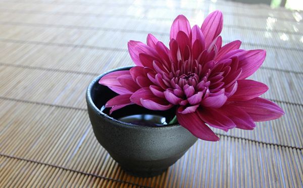 康乃馨的花语是5分钟彩官方下载手机版