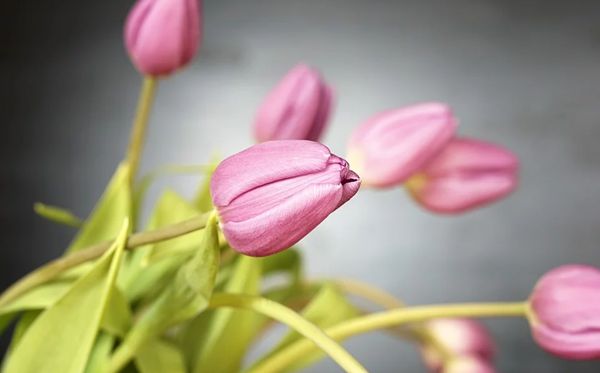 满天星的花语是5分彩app官方版手机