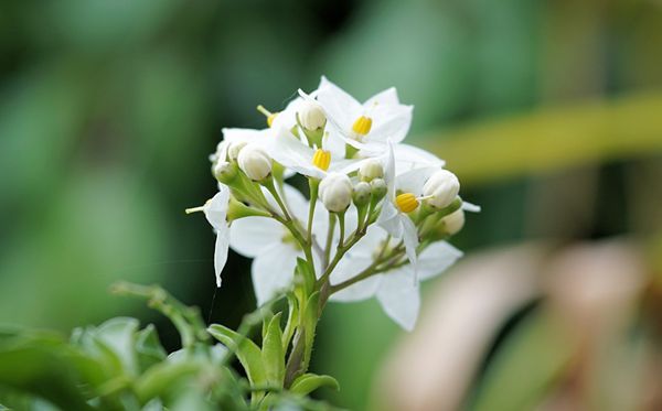 薰衣草的花语是5分彩app官方版官方