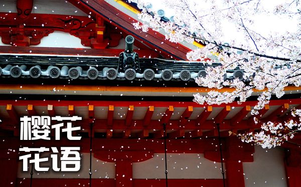 兰花的花语是5分彩app官方版新手怎