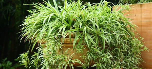 薄荷的花语及代表意义_薄荷的寓意和象