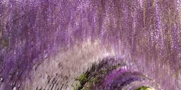 文竹的花语和寓意_文竹代表的含义是5