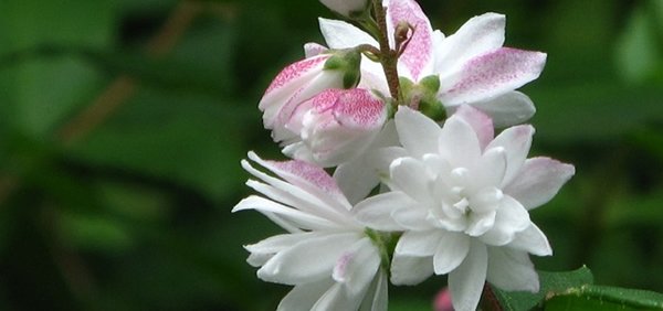 无忧花的花语和寓意_无忧花代表的含义