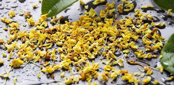 山梅花的花语和寓意_山梅花代表的含义
