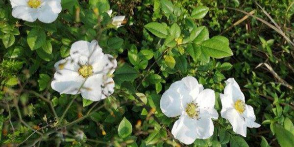 桂花的花语和寓意_桂花代表的含义和象