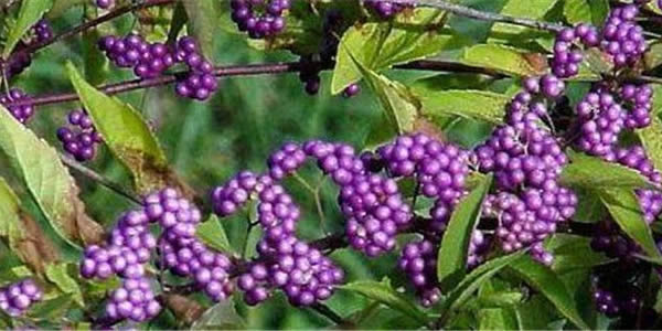 黄淮决明的花语和寓意是5分彩app官