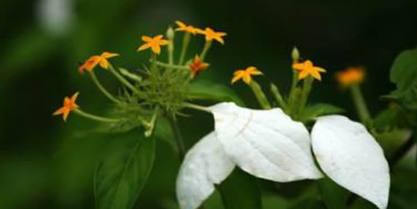 石楠花的花语和寓意_石楠花代表的含义