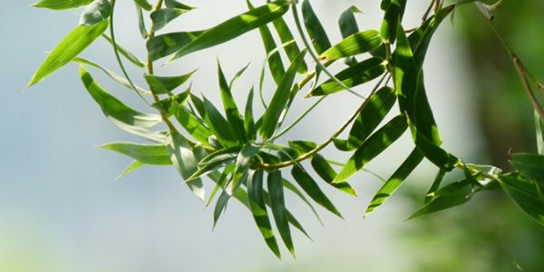 天竺葵的花语_天竺葵的寓意和象征是5
