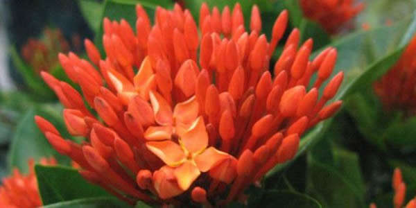 玉兰花的花语_玉兰花的寓意和象征是5