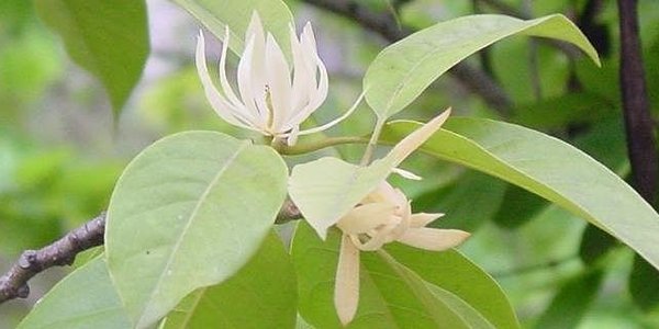百里香的花语_百里香的寓意和象征是5