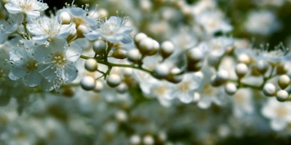 白兰花的花语_白兰花的寓意和象征是5