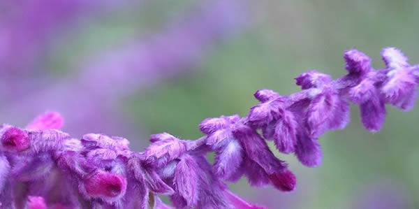 火炬花的花语_火炬花的寓意和象征是5