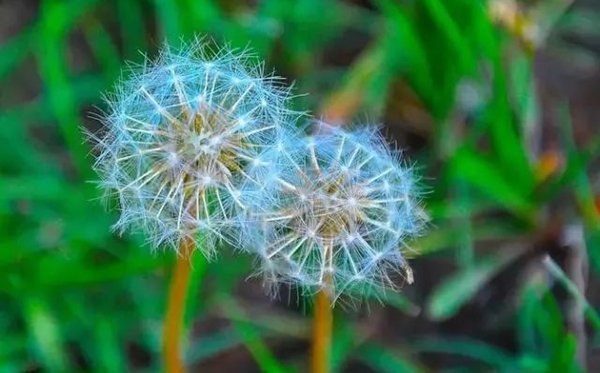 风信子的花语_风信子的寓意和象征是5