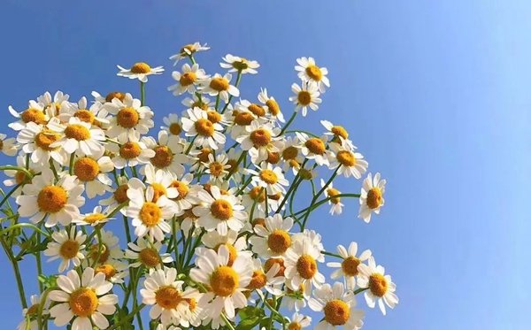 勿忘我花语和寓意是5分钟彩官方下载成
