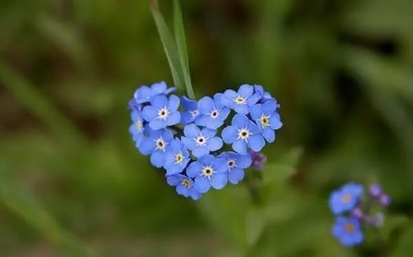 洋甘菊的花语和寓意