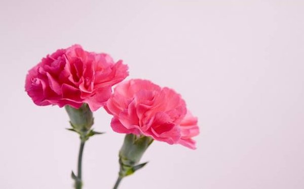 白玫瑰的花语和寓意_送白玫瑰代表5分