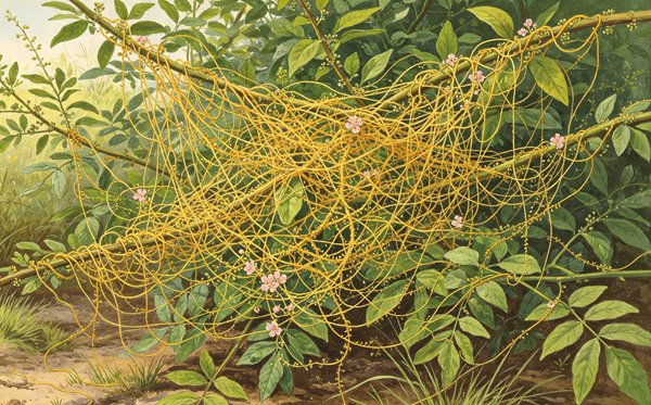 哪些植物能够预报天气_植物为5分彩a
